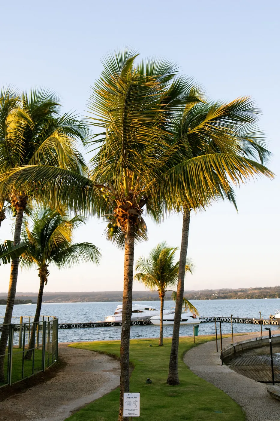 Coqueiros e marina do Lake Side em Brasília